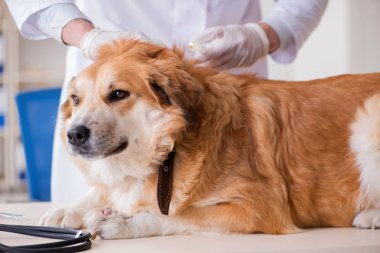 Veteriner kliniğinde Golden Retriever köpeğini muayene eden doktor.