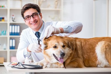 Veteriner kliniğinde Golden Retriever köpeğini muayene eden doktor.