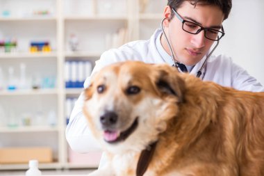 Veteriner kliniğinde Golden Retriever köpeğini muayene eden doktor.