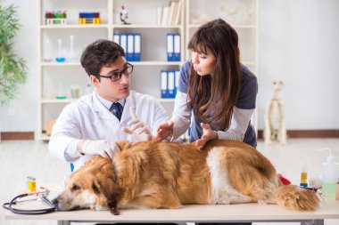 Doktor ve asistan veterinerdeki golden retriever köpeğini kontrol ediyor.
