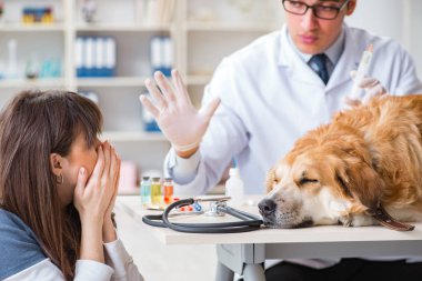 Doktor ve asistan veterinerdeki golden retriever köpeğini kontrol ediyor.