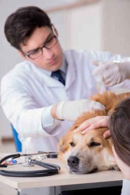Doktor ve asistan veterinerdeki golden retriever köpeğini kontrol ediyor.
