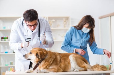 Doktor ve asistan veterinerdeki golden retriever köpeğini kontrol ediyor.