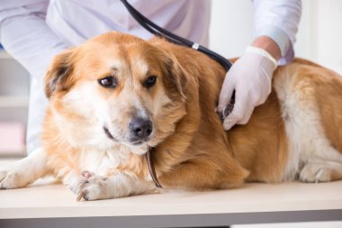 Doktor ve asistan veterinerdeki golden retriever köpeğini kontrol ediyor.