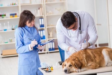 Doktor ve asistan veterinerdeki golden retriever köpeğini kontrol ediyor.