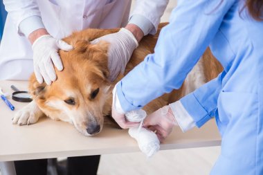 Doktor ve asistan veterinerdeki golden retriever köpeğini kontrol ediyor.