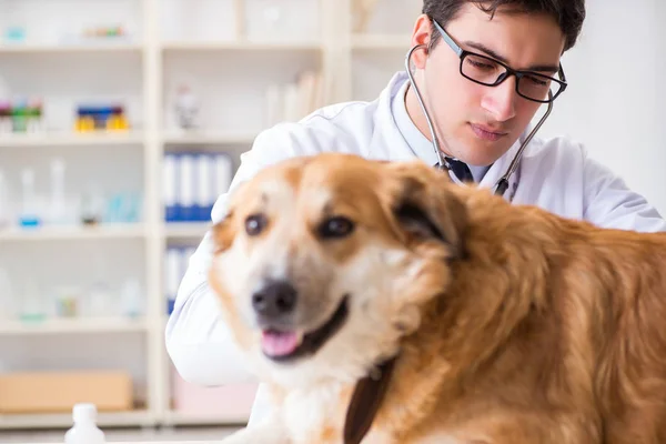 Doktor zkoumá zlatého retrívra psa na veterinární klinice — Stock fotografie