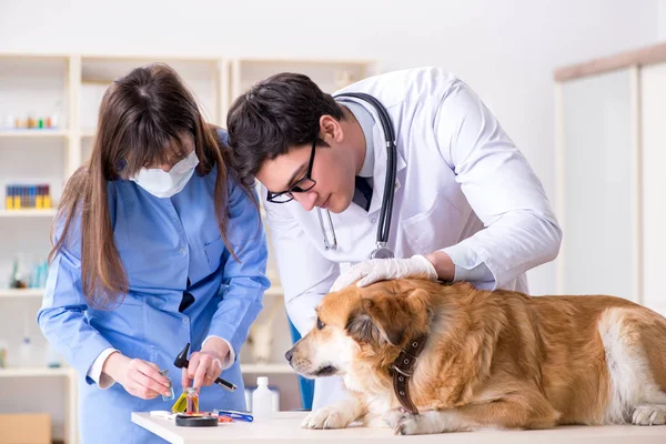 Doktor ve asistan veterinerdeki golden retriever köpeğini kontrol ediyor.