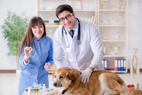 Dokter en assistent controleren gouden retriever hond in de dierenarts cli — Stockfoto