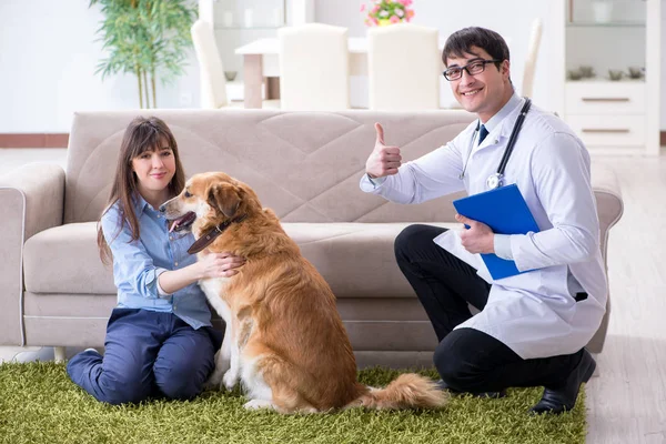 Médico veterinário visitando cão golden retriever em casa — Fotografia de Stock