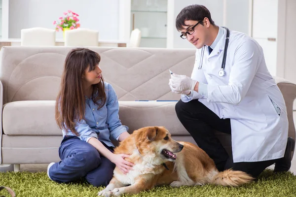 自宅で黄金の取得犬を訪問するvet医師 — ストック写真