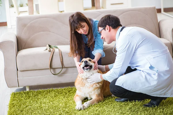 Vet doctor visiting golden retriever dog at home — Stock Photo, Image