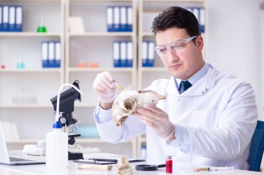 Paleontolojist soyu tükenmiş hayvan kemiklerine bakıyor