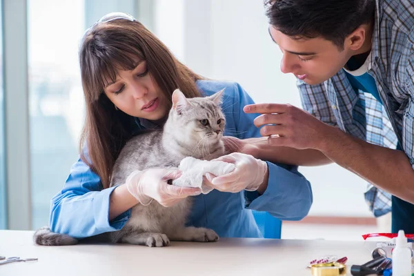 猫は獣医クリニックで検査中 — ストック写真