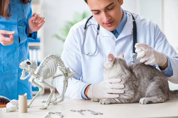 Chat en cours d'examen en clinique vétérinaire — Photo