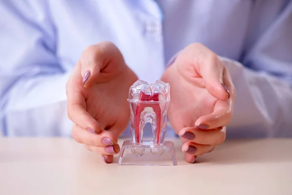 Dentista que pratica o trabalho no modelo de dente — Fotografia de Stock