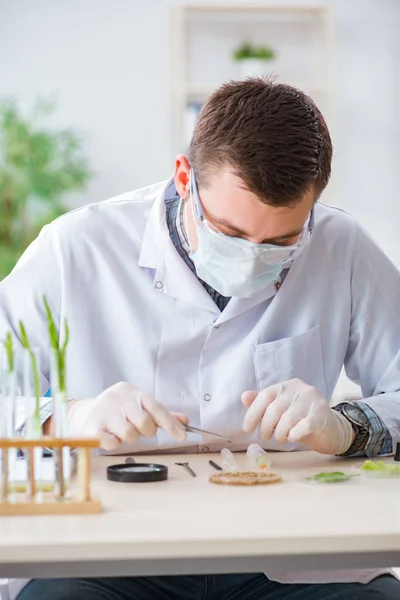 Bioquímico masculino trabajando en el laboratorio de plantas —  Fotos de Stock