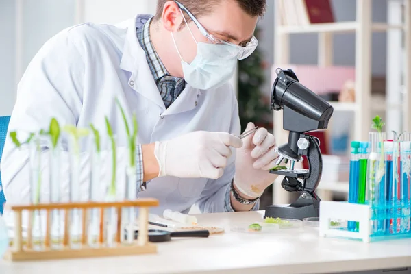 Männlicher Biochemiker arbeitet im Labor an Pflanzen — Stockfoto