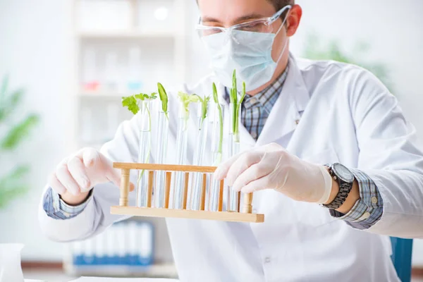 Bioquímico masculino trabajando en el laboratorio de plantas — Foto de Stock
