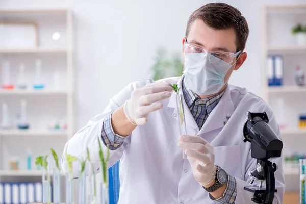 Mannelijke biochemicus werkzaam in het lab op planten — Stockfoto