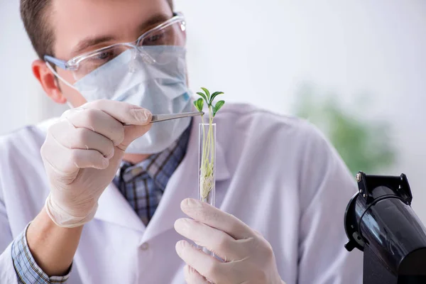Αρσενικός Βιοχημικός Που Εργάζεται Στο Εργαστήριο Για Φυτά — Φωτογραφία Αρχείου