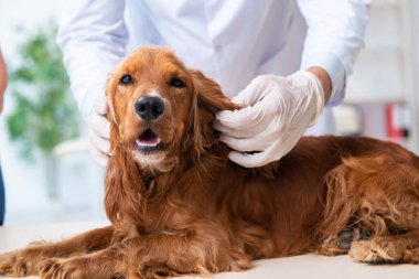 Veteriner doktor Golden Retriever 'ın köpeğini muayene ediyor.