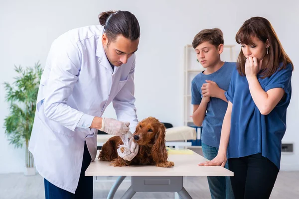 Médico veterinário examinando cão golden retriever na clínica — Fotografia de Stock