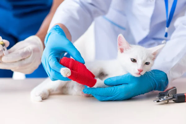 Two young vet doctors examining sick cat