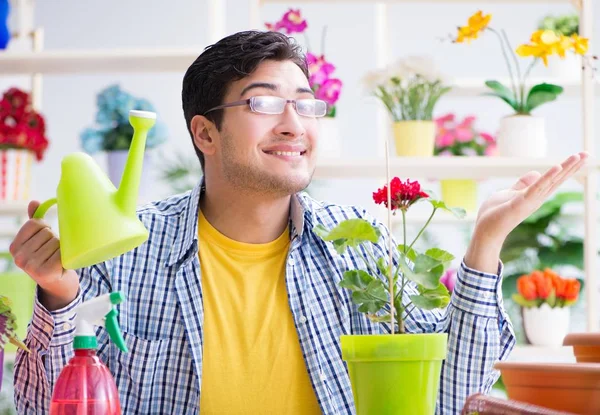 Giardiniere fiorista che lavora in un negozio di fiori con piante da casa — Foto Stock