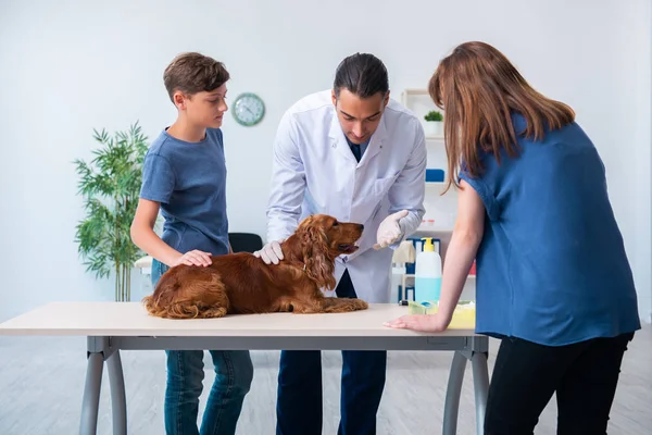 Médico veterinário examinando cão golden retriever na clínica — Fotografia de Stock