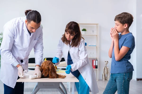 Médico veterinário examinando cão golden retriever na clínica — Fotografia de Stock