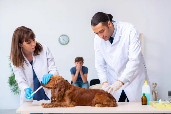 Ветеринарний лікар вивчає золотошукача у клініці — стокове фото