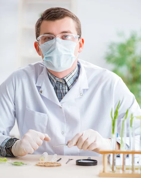 Mannelijke biochemicus werkzaam in het lab op planten — Stockfoto