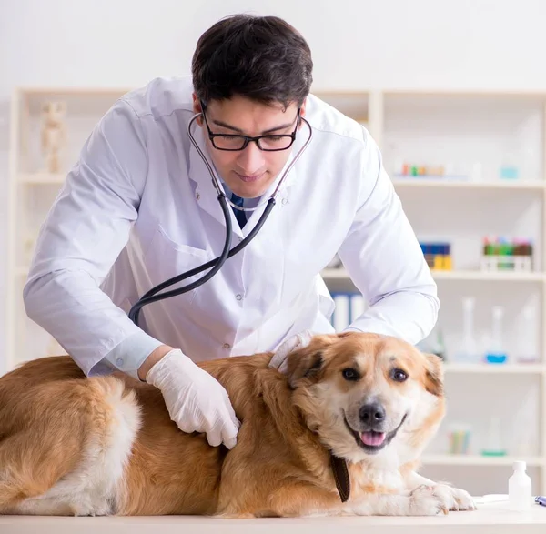 Veteriner kliniğinde Golden Retriever köpeğini muayene eden doktor.
