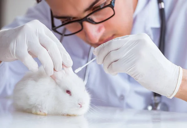 Vet doctor examining rabbit in pet hospital