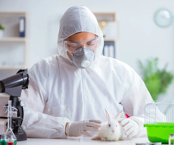 Вчений проводить експеримент з тваринами в лабораторії з кроликом — стокове фото