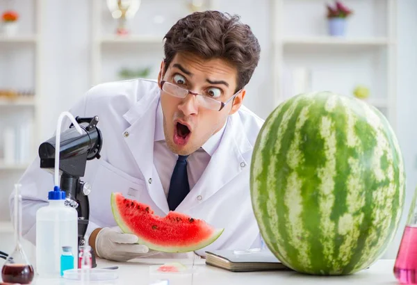 Wissenschaftler testet Wassermelone im Labor — Stockfoto