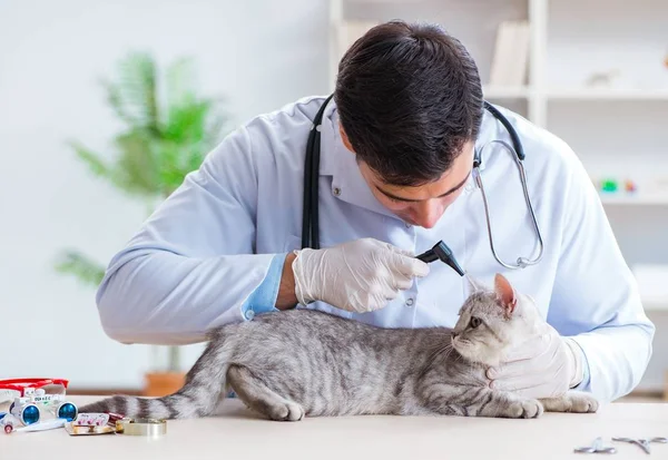 Vet examinando gato doente no hospital — Fotografia de Stock