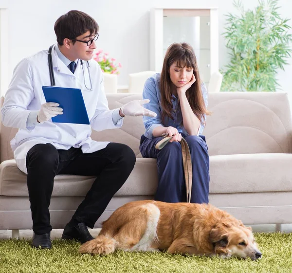 Médico veterinário visitando cão golden retriever em casa — Fotografia de Stock