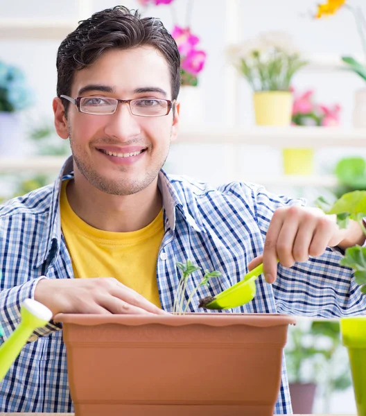 Floristería jardinero trabajando en una florería con plantas de la casa —  Fotos de Stock