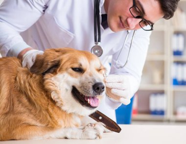 Veteriner kliniğinde Golden Retriever köpeğini muayene eden doktor.