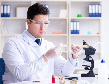 Paleontolojist soyu tükenmiş hayvan kemiklerine bakıyor