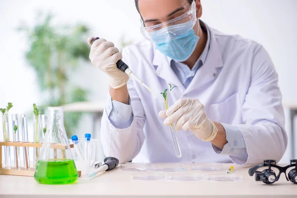 Jonge mannelijke chemicus werkzaam in het lab — Stockfoto