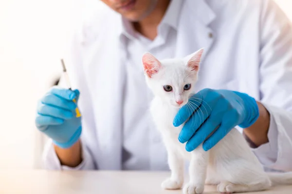 Νεαρός άνδρας γιατρός που εξετάζει άρρωστη γάτα — Φωτογραφία Αρχείου
