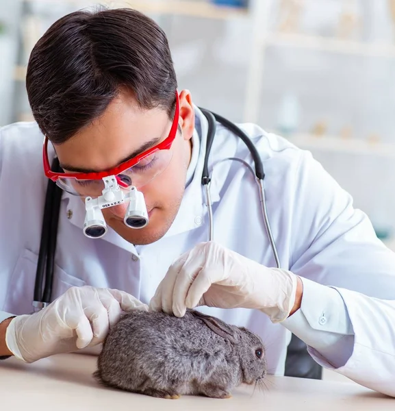 Vet doctor checking up rabbit in his clinic — Stock Photo, Image