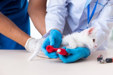 İki genç veteriner hasta kediyi muayene ediyor.