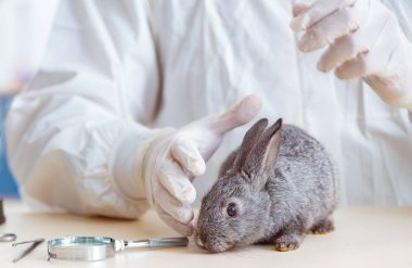 Veteriner doktor kliniğinde tavşanı kontrol ediyor.