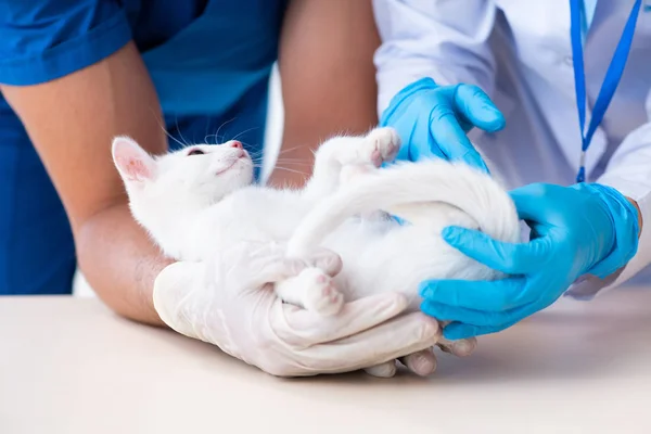 Dva mladí veterináři vyšetřují nemocnou kočku — Stock fotografie