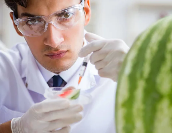 Scientifique testant pastèque en laboratoire — Photo