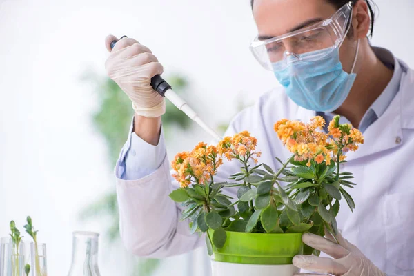 Young male chemist working in the lab — Stock Photo, Image